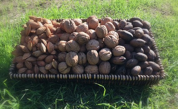 Organic In-shell Almonds 1 lbs-352