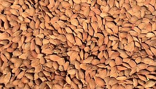 Organic In-shell Almonds 5 lbs-336